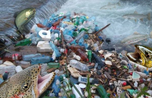 Păstravi sălbatici ameninţă firavul ecosistem de plastic de pe Someş.