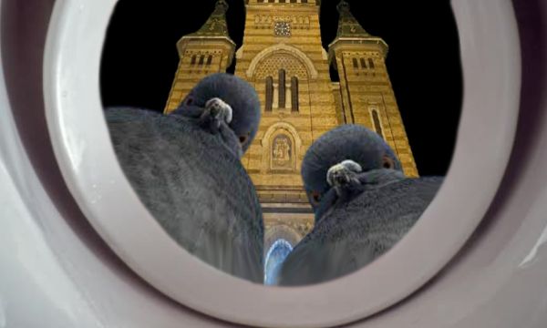 Încă un stol de porumbei constipaţi în zbor spre Timişoara.